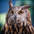 Great Horned Owl