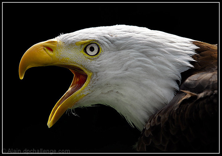 Screaming Bald Eagle