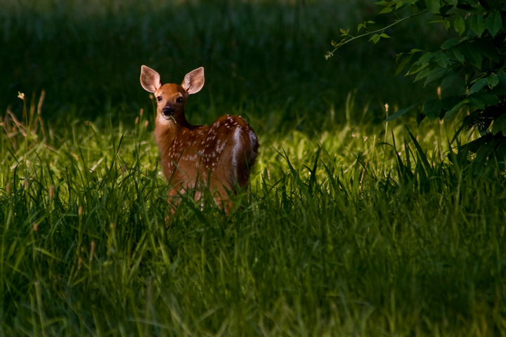 Dawn Fawn
