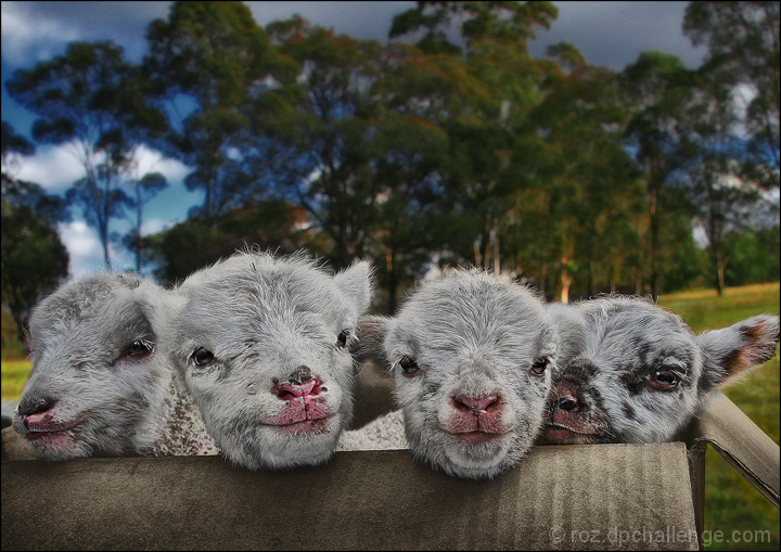 four little faces