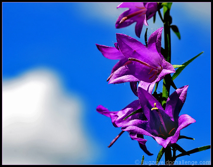 A Purple Weed