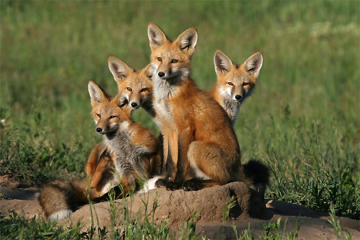 Wild fox siblings in the Rocky Mountains