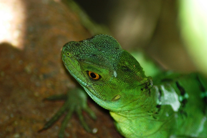 Scaly