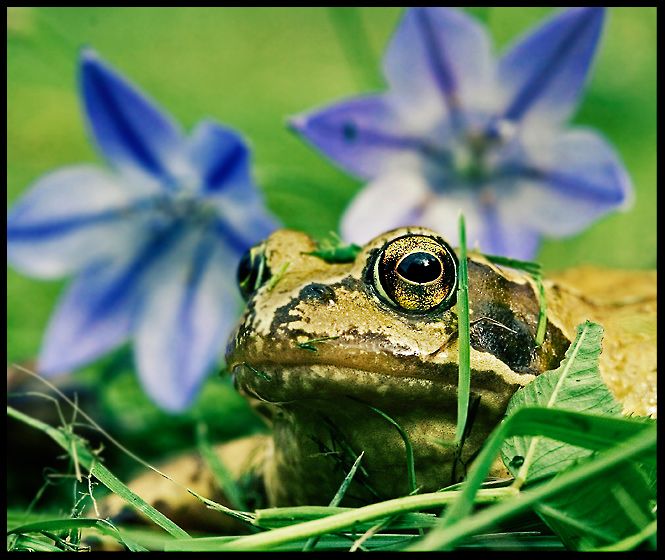 The Gardener's Friend