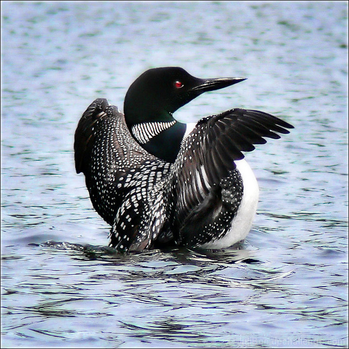 King of Loon Lake