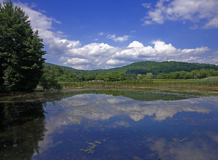 Summer Stillness