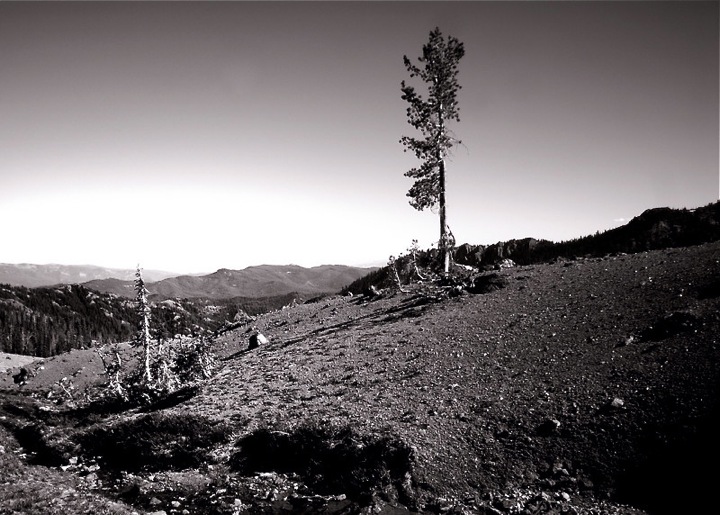 Tree on Hill