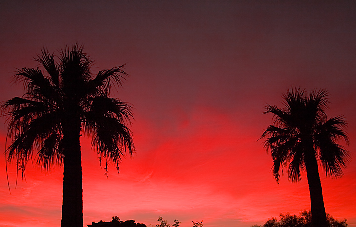 Laying Under Palms