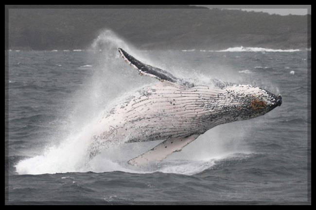 storm whale