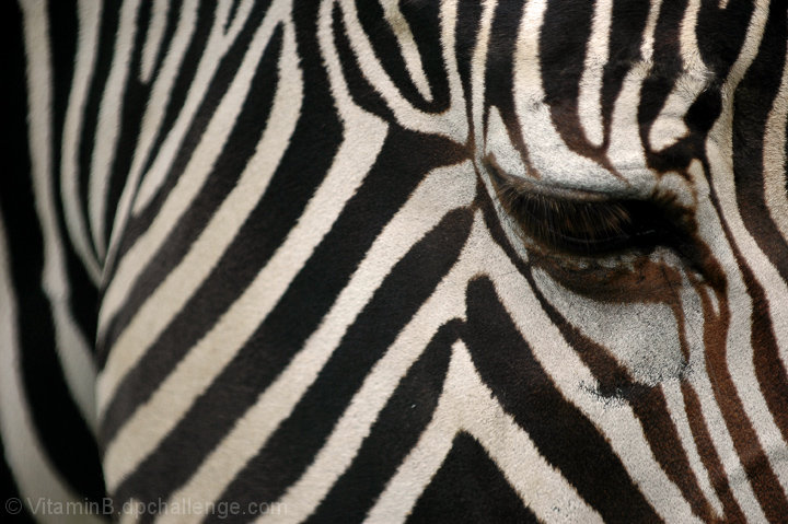 Following the Quagga