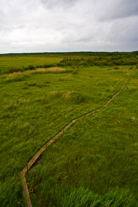 Path Into Green