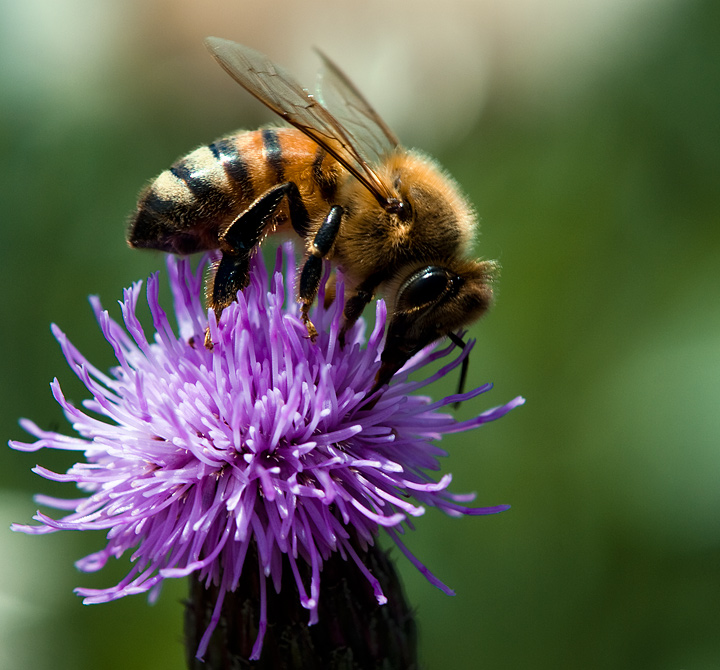 Bee-ing Busy