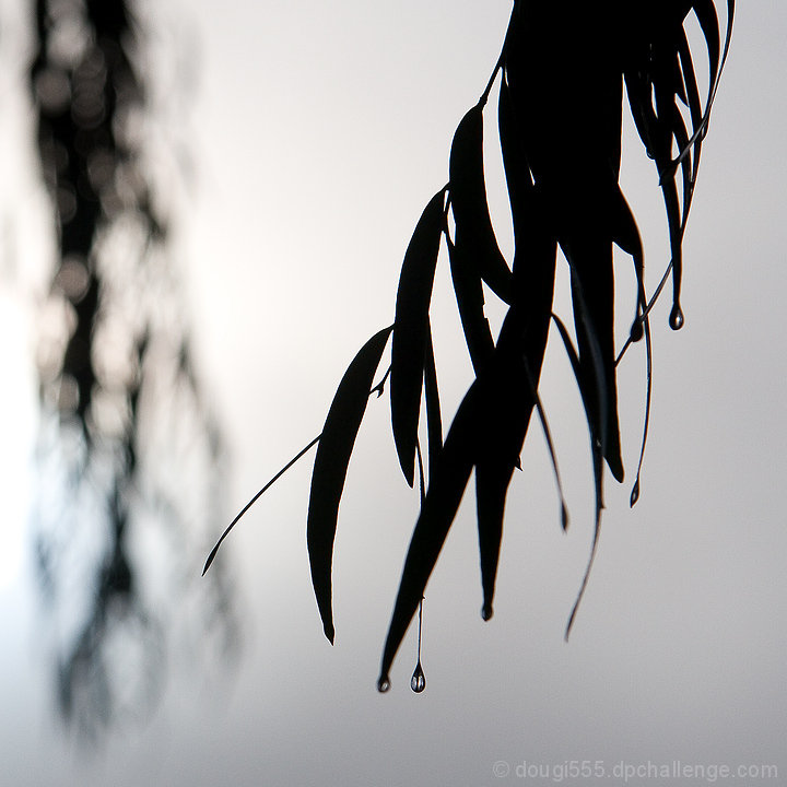 ...morning dew