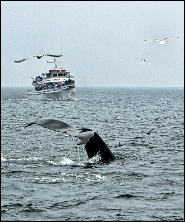 The Whale Watchers