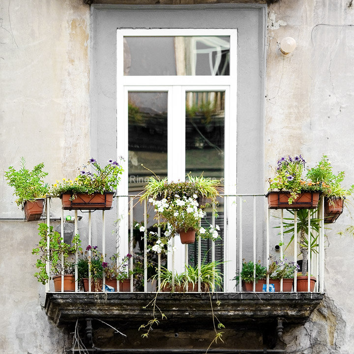 Old balcony with flowers and plants