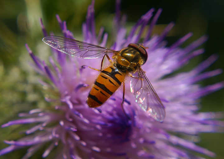 "Thistle" be a good place to land!