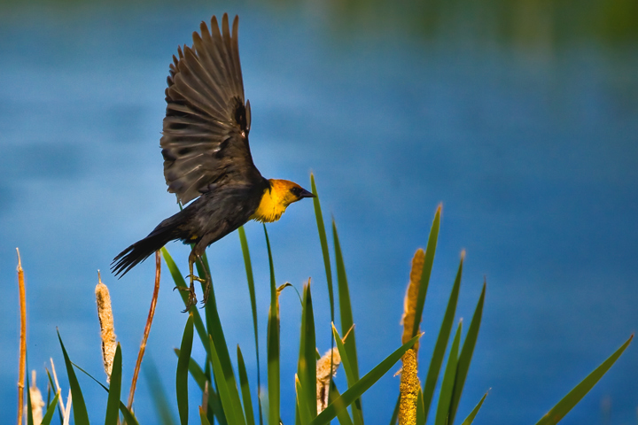 Study of Flight