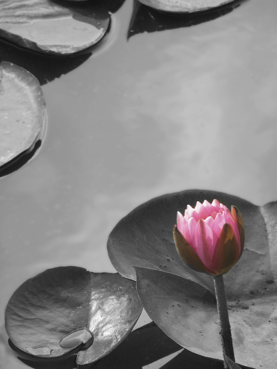 Water Lily