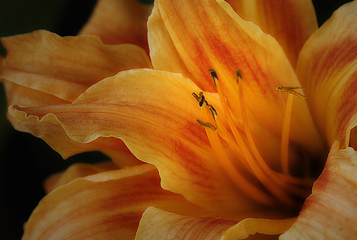 Daylily at Dusk