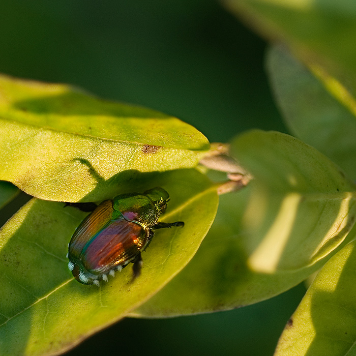 June Bug in July