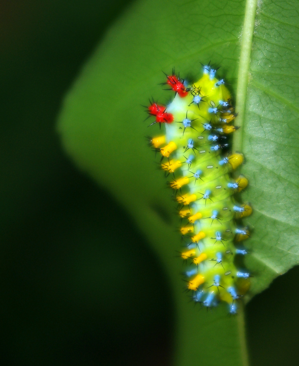 Cecropia