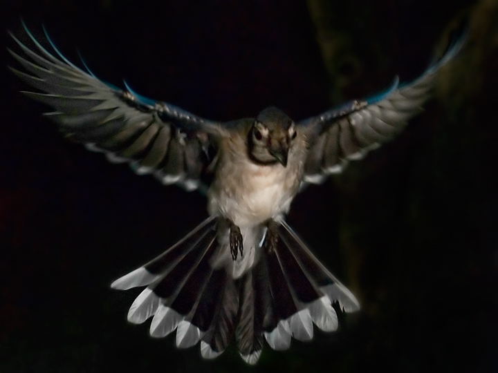 In for a Landing