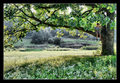 The Big Oak
