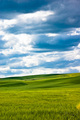Wheat on the Palouse