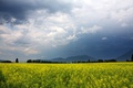 Canola Fields