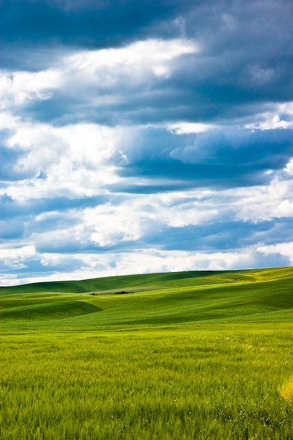 Wheat on the Palouse