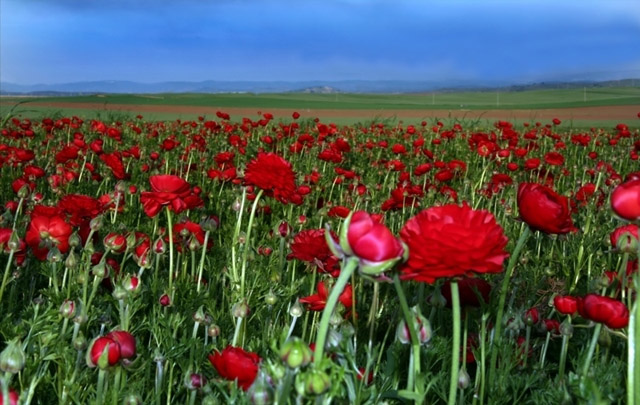 field of Floral