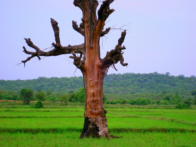 Rural Beauty