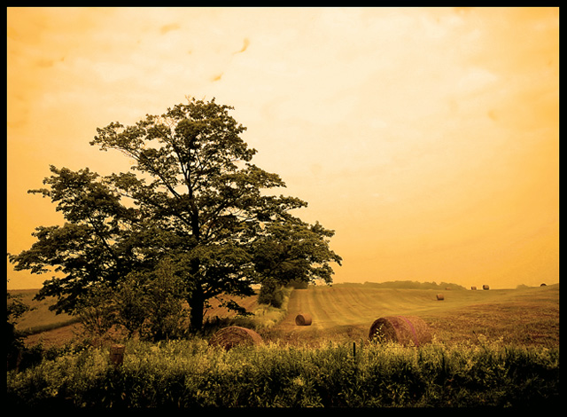 Golden Glow On A Country Morning