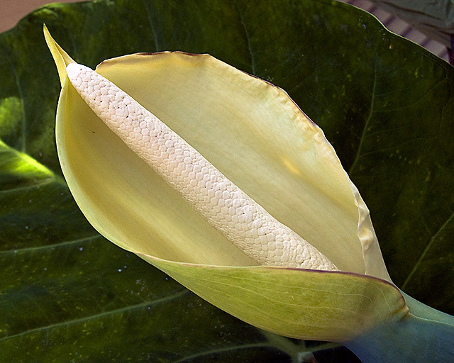 In the Landscaped Garden