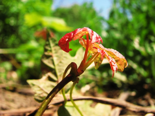 New Life -a miniature landscape-