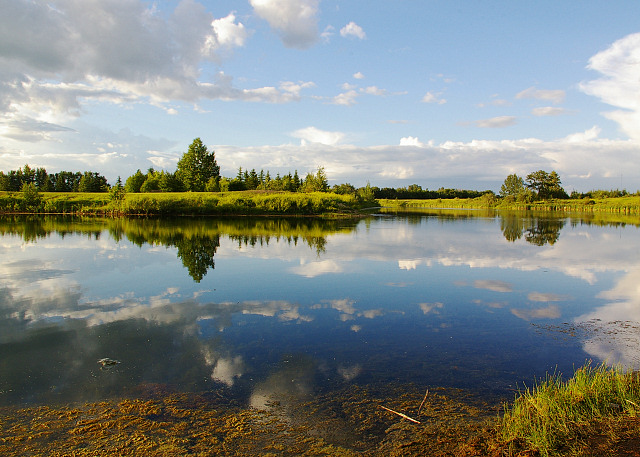 Cardiff Pond