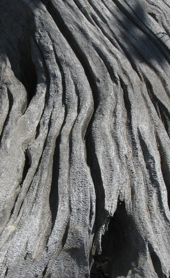 Weathered Log