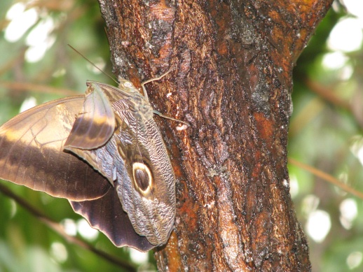 Weathered Wings