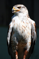 Ferruginous Hawk
