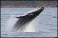 breaching humpback