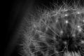 Inside the Dandelion Clock