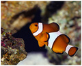 Clownfish