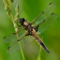 Dragonfly Resting