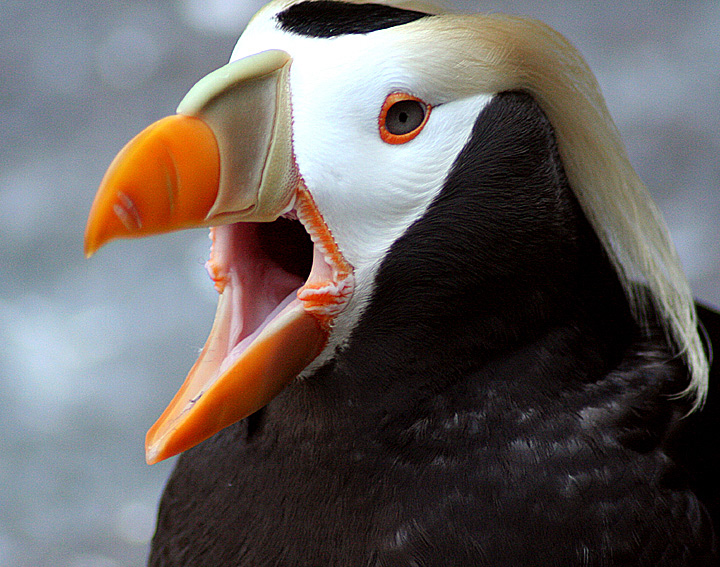 Puffin