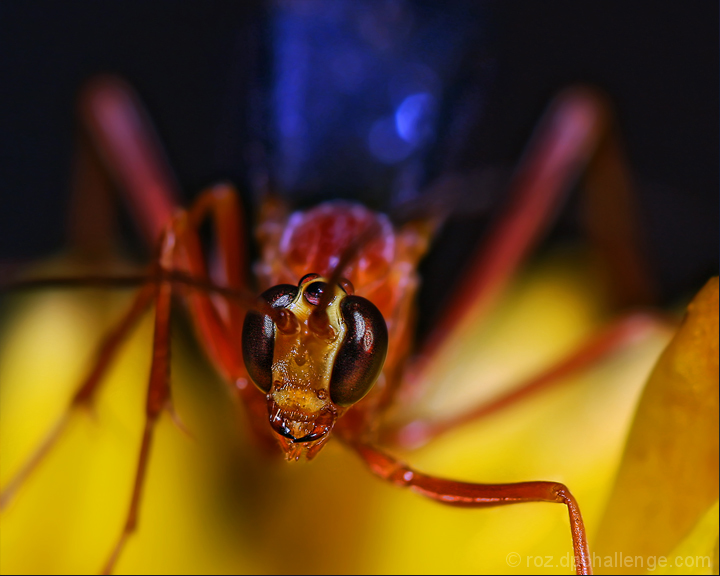 inquisitive