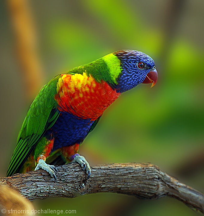 Rainbow Lorikeet
