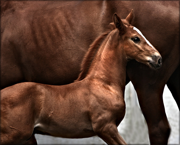 the foal
