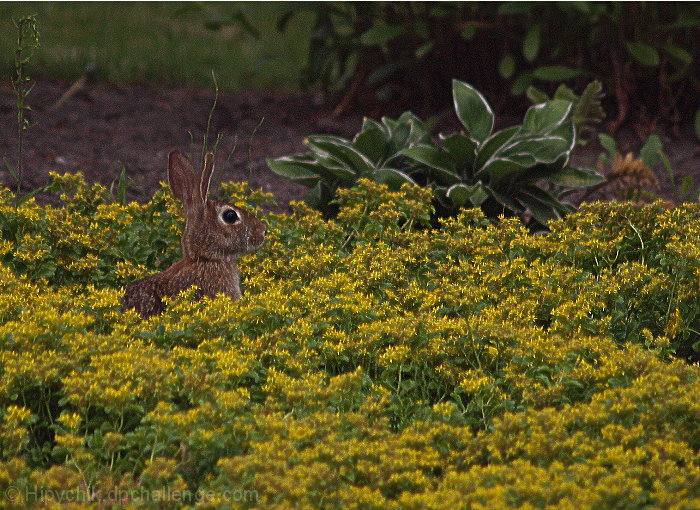 A Stroll In the Garden