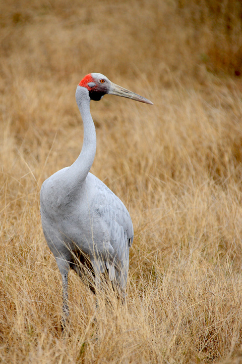 Brolga