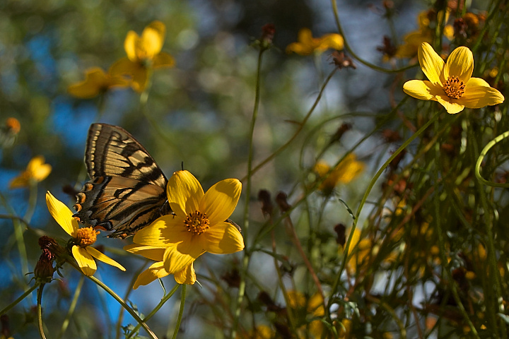 a butterfly in my flowers